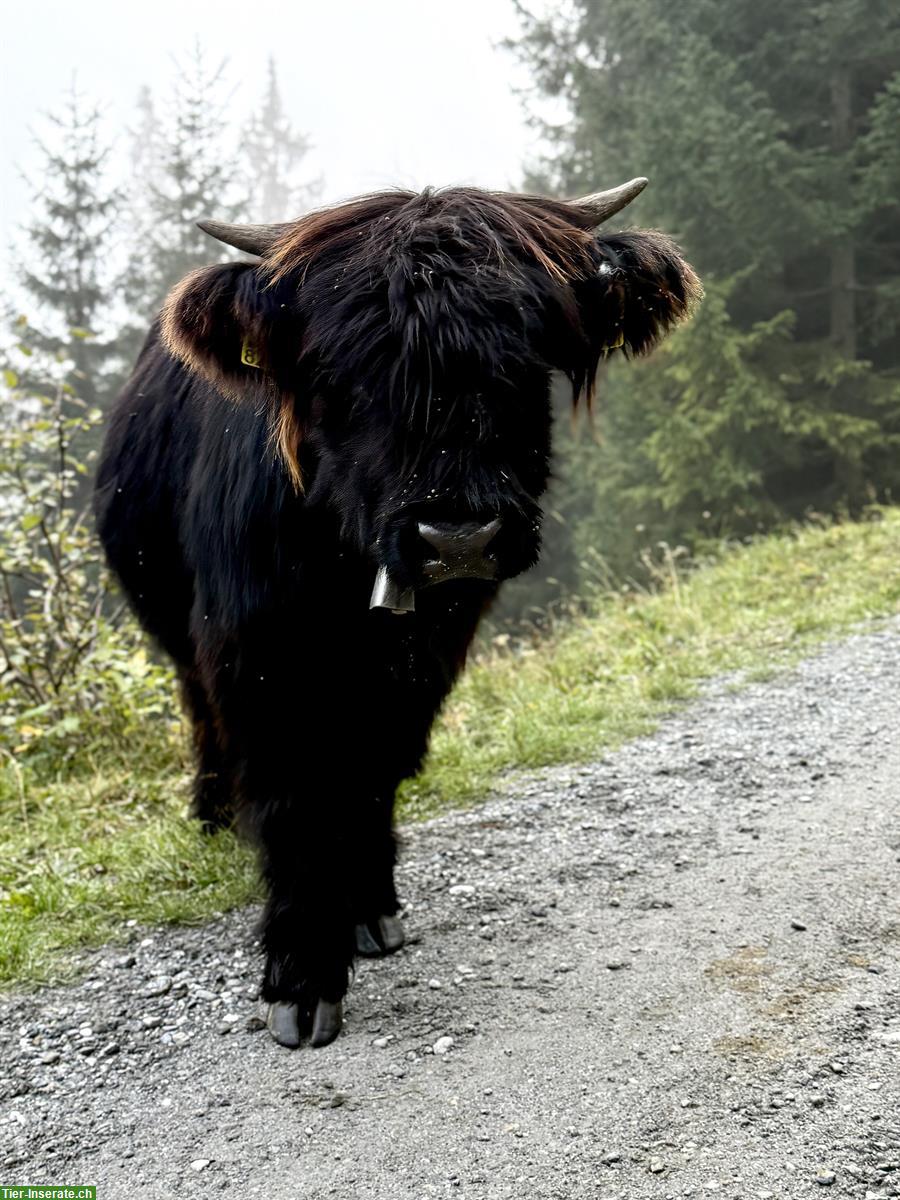 Bild 2: Schottisches Hochlandrind Riva mit Kalb Wicki