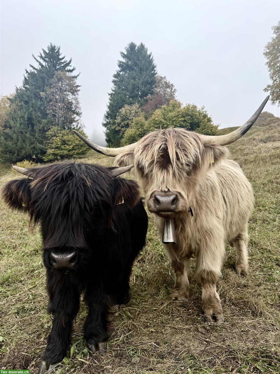 Bild 3: Schottisches Hochlandrind Riva mit Kalb Wicki