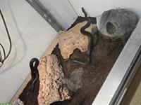 0.2 Thamnophis eques cuitzeoensis (Strumpfbandnatter)