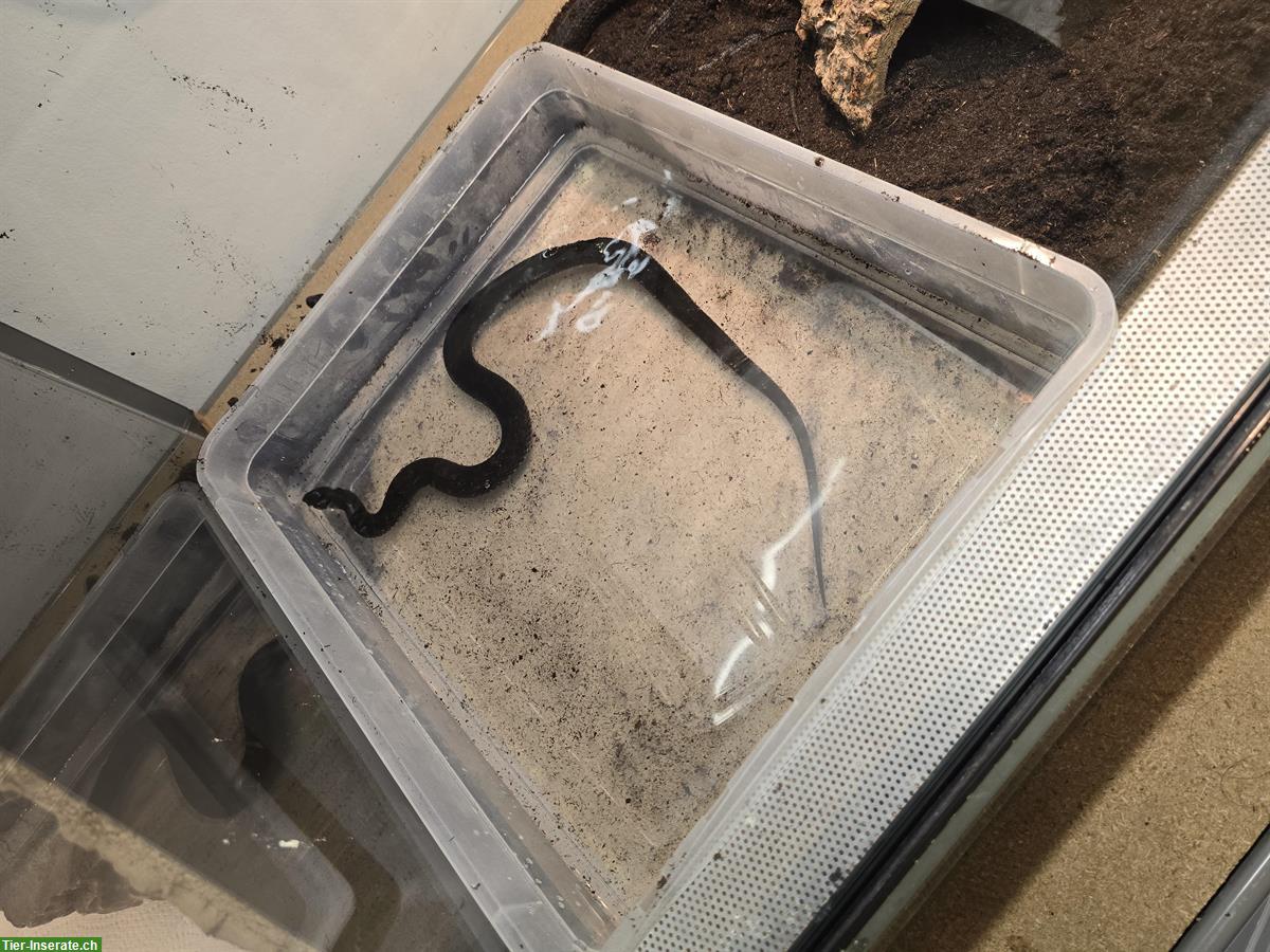 Bild 2: 0.2 Thamnophis eques cuitzeoensis (Strumpfbandnatter)