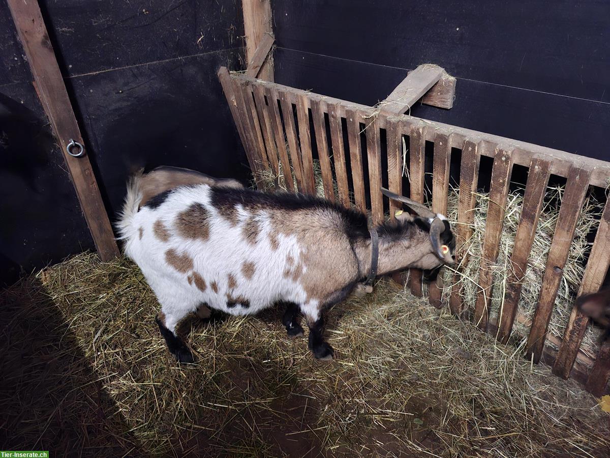 Zwergziegenbock (2013) an guten Platz abzugeben
