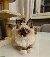 Ragdoll Kitten seal mitted mit Stammbaum