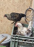 GRATIS: 2 Silverudds Blå Mix-Hähne