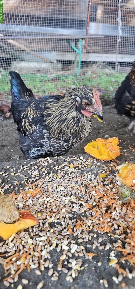 Bild 2: GRATIS: 2 Silverudds Blå Mix-Hähne