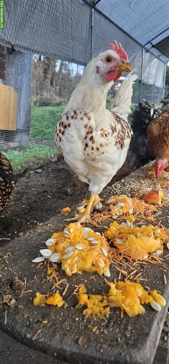 Bild 3: GRATIS: 2 Silverudds Blå Mix-Hähne