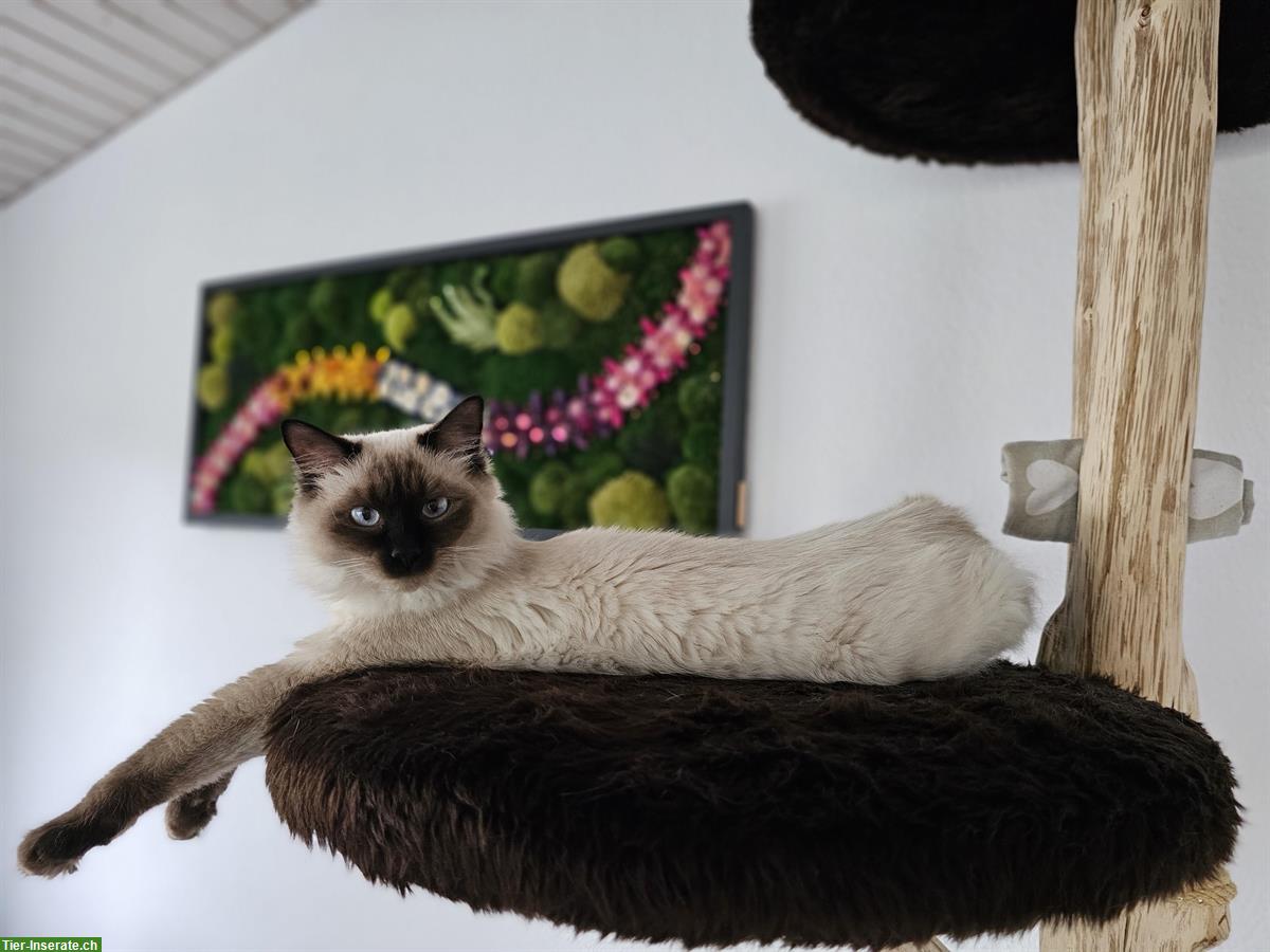 Junger Kater sucht Zuhause mit Freigang