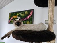 Junger Kater sucht Zuhause mit Freigang