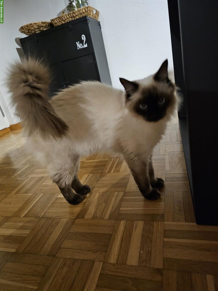 Bild 2: Junger Kater sucht Zuhause mit Freigang