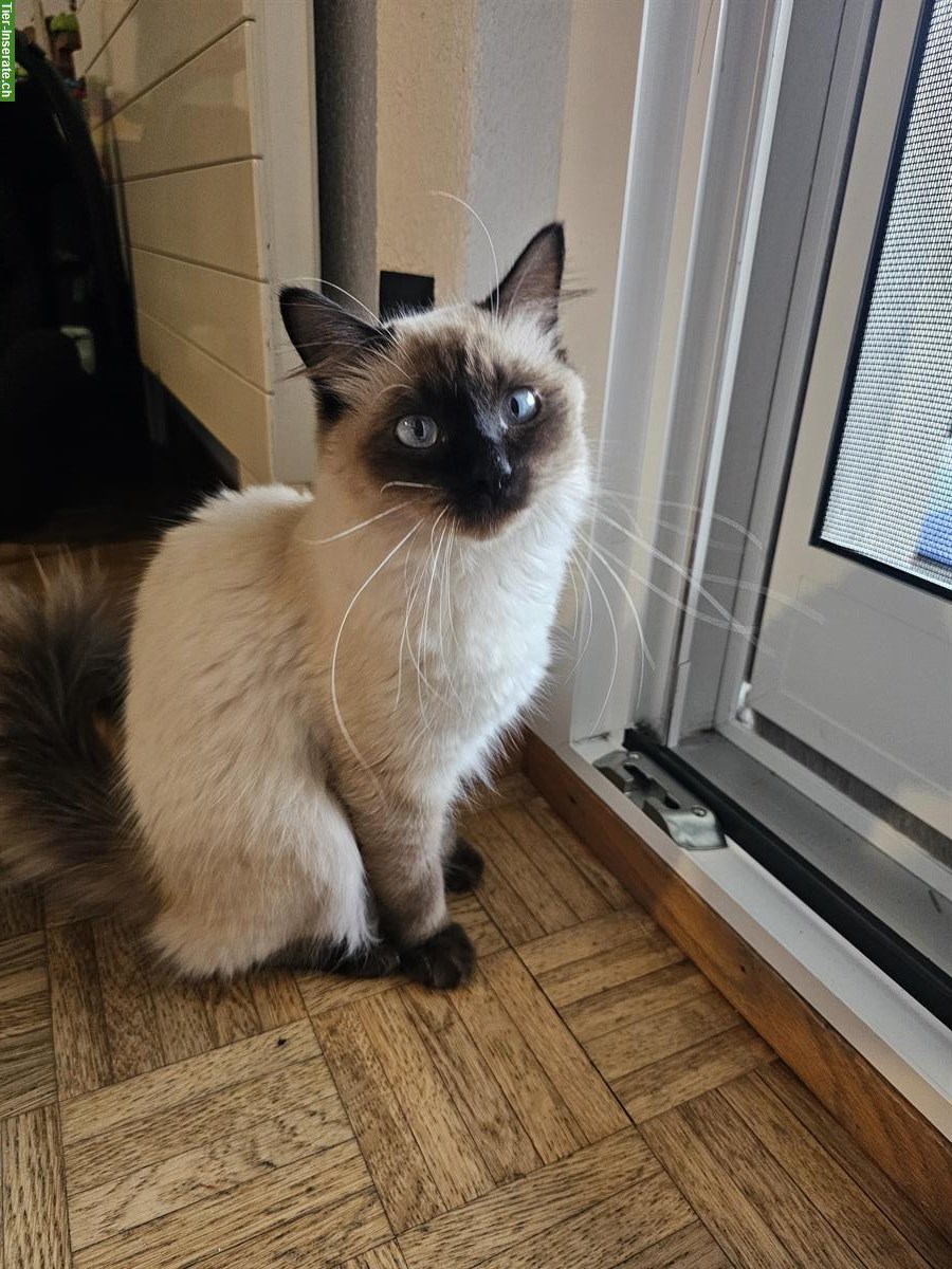 Bild 3: Junger Kater sucht Zuhause mit Freigang