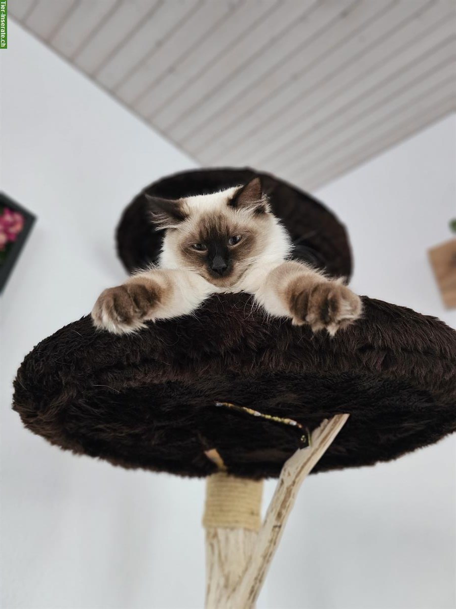 Bild 4: Junger Kater sucht Zuhause mit Freigang