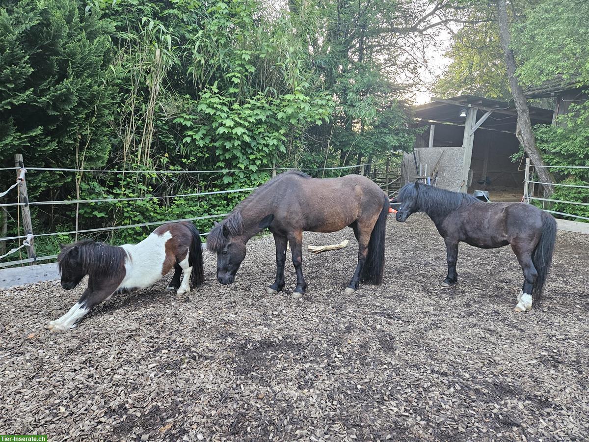 Stallplatz frei für Mini-Shetty/AMH Wallache, Vollpension, Zürich