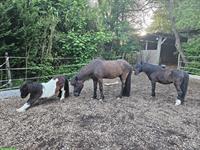 Stallplatz frei für Mini-Shetty/AMH Wallache, Vollpension, Zürich