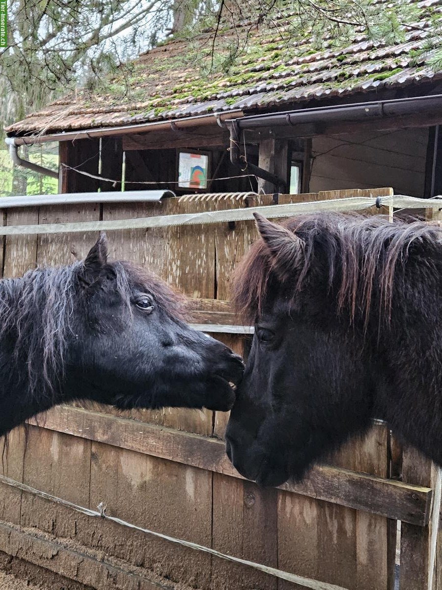 Bild 2: Stallplatz frei für Mini-Shetty/AMH Wallache, Vollpension, Zürich