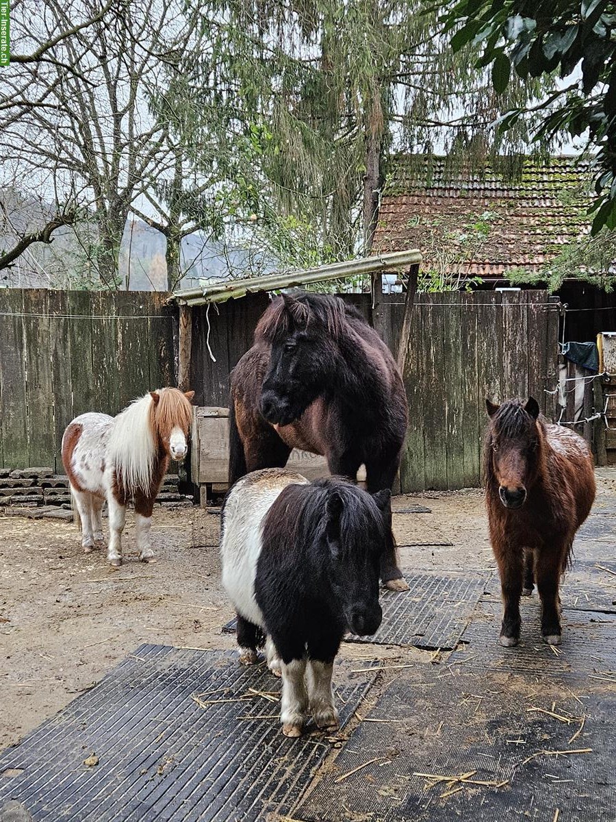 Bild 3: Stallplatz frei für Mini-Shetty/AMH Wallache, Vollpension, Zürich