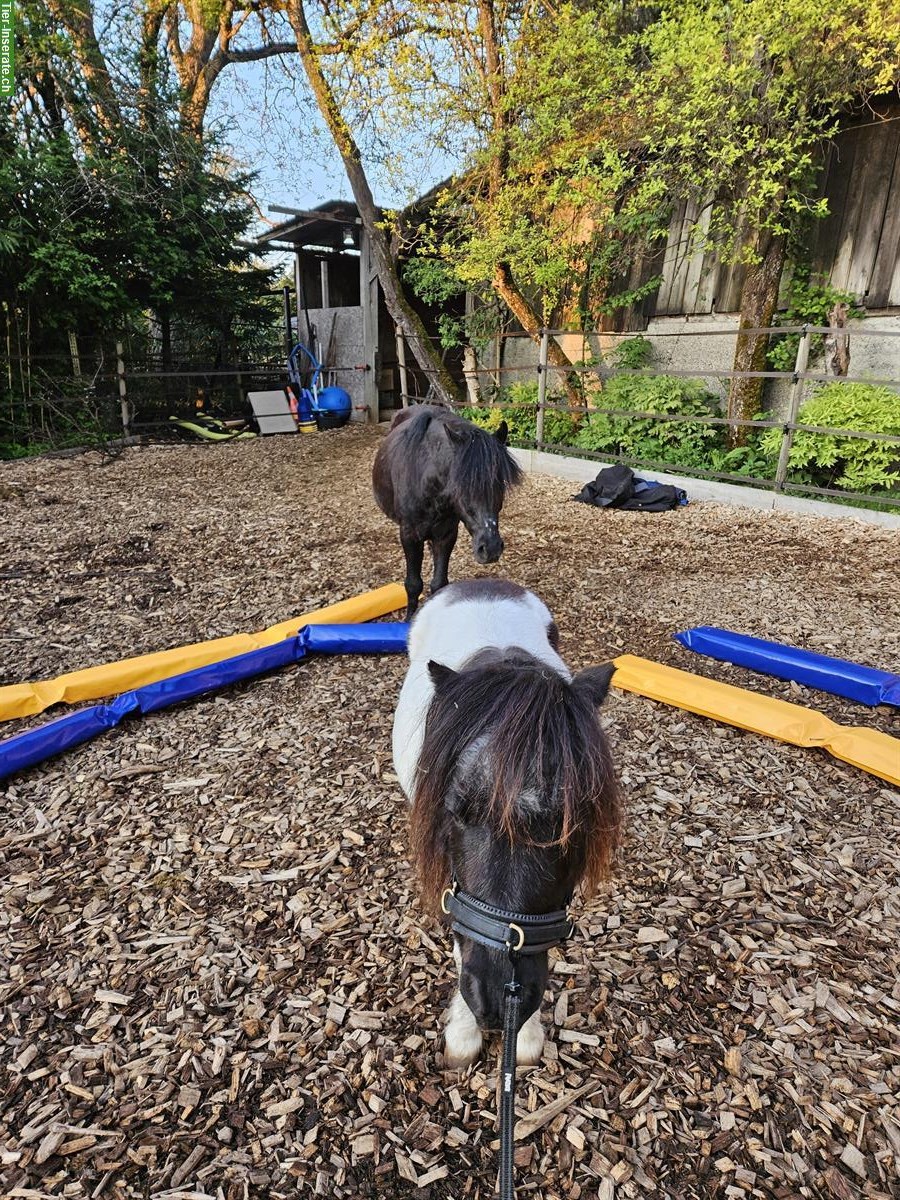 Bild 4: Stallplatz frei für Mini-Shetty/AMH Wallache, Vollpension, Zürich