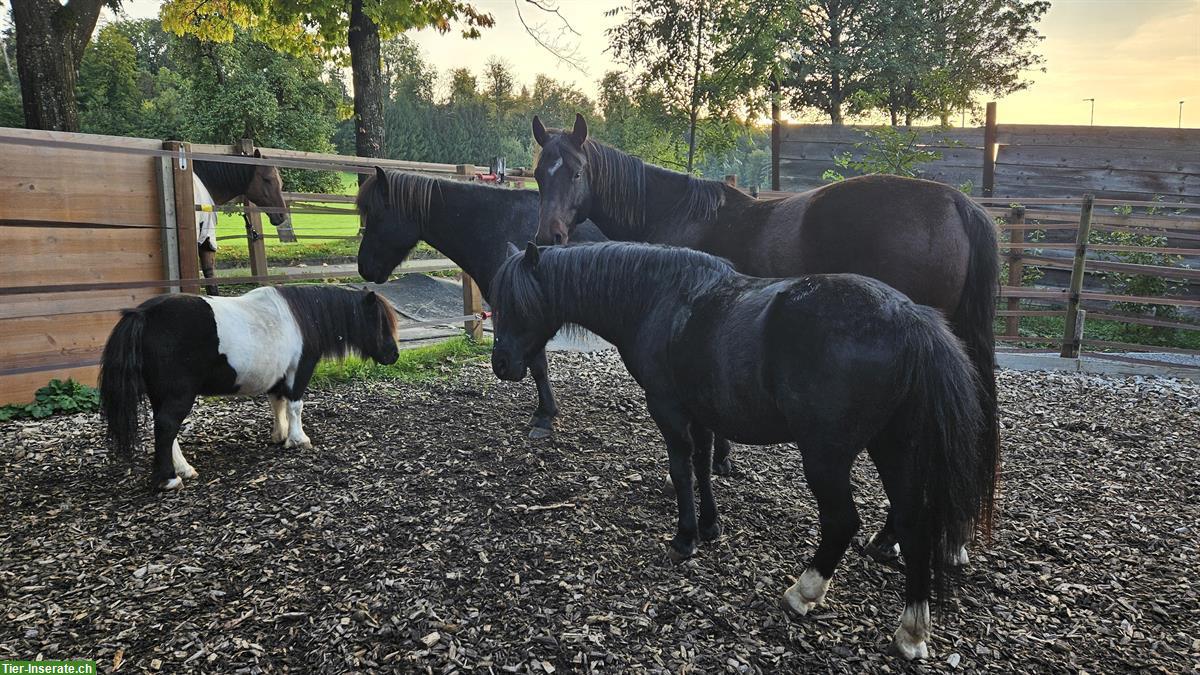 Bild 5: Stallplatz frei für Mini-Shetty/AMH Wallache, Vollpension, Zürich