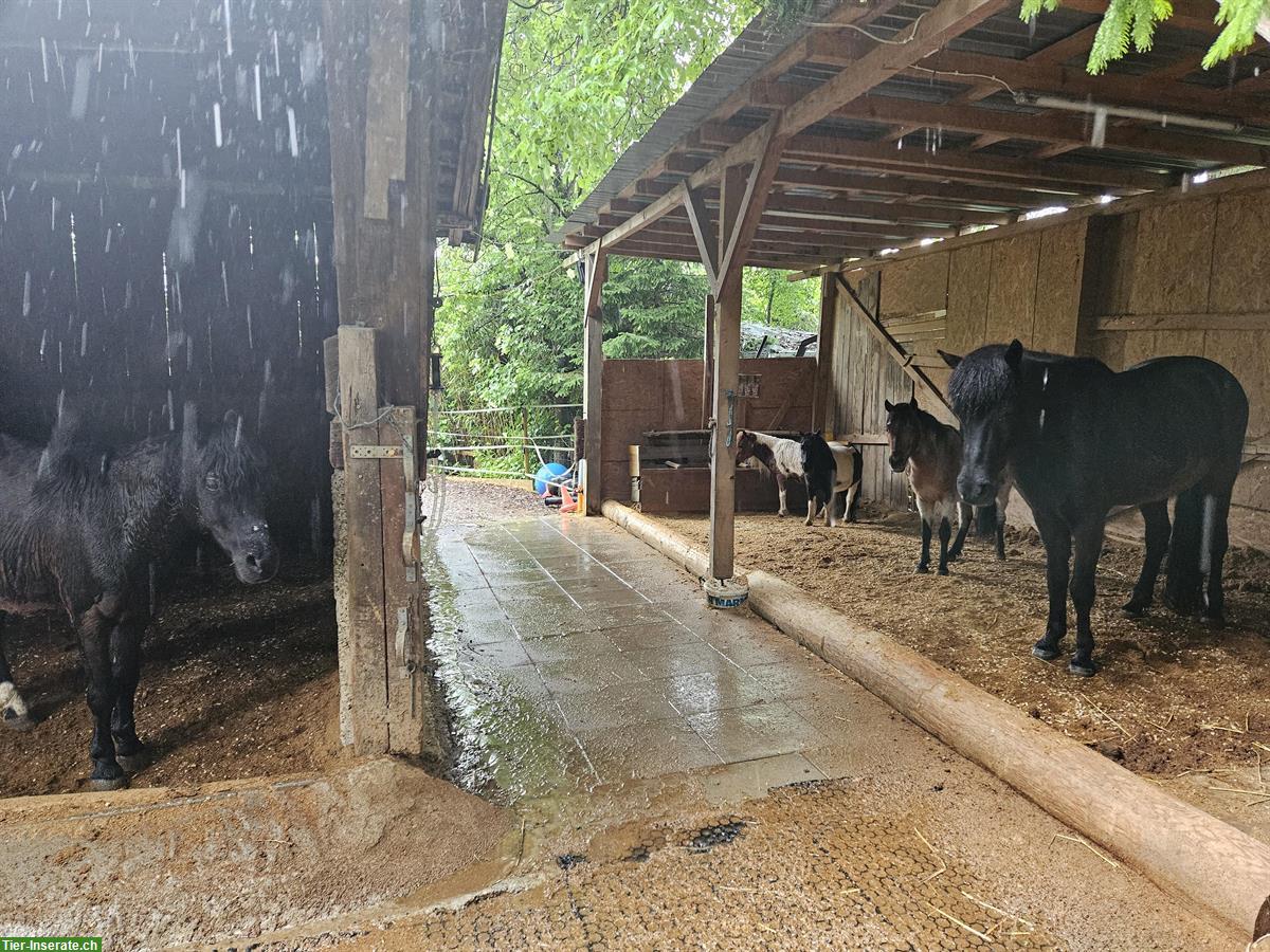 Bild 6: Stallplatz frei für Mini-Shetty/AMH Wallache, Vollpension, Zürich