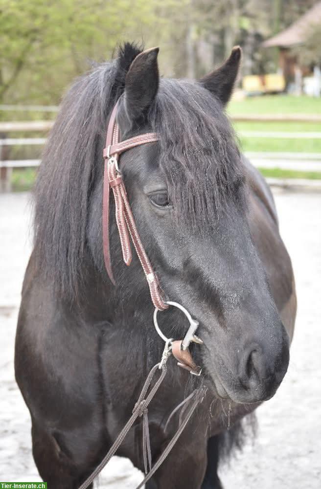 Fellpony Stute, 13-jährig, zu verkaufen
