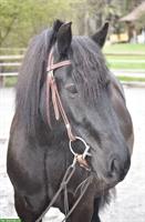 Fellpony Stute, 13-jährig, zu verkaufen