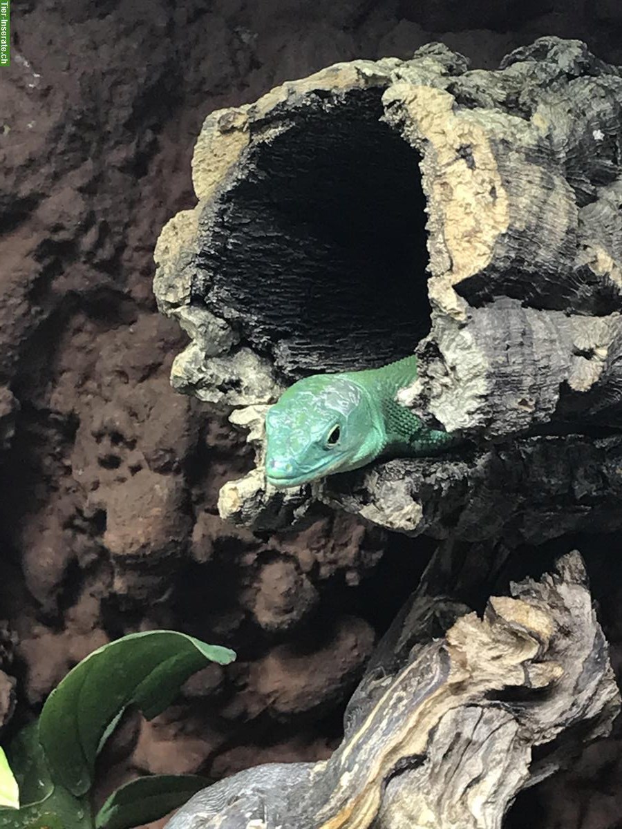 2 Grüne Baumeidechsen (Gastropholis prasina)