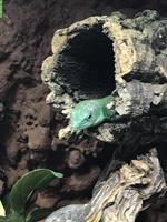 2 Grüne Baumeidechsen (Gastropholis prasina)