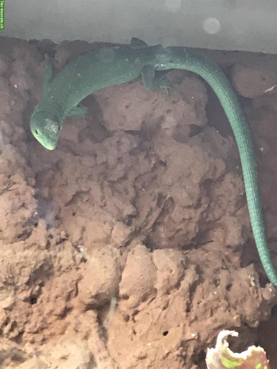 Bild 2: 2 Grüne Baumeidechsen (Gastropholis prasina)