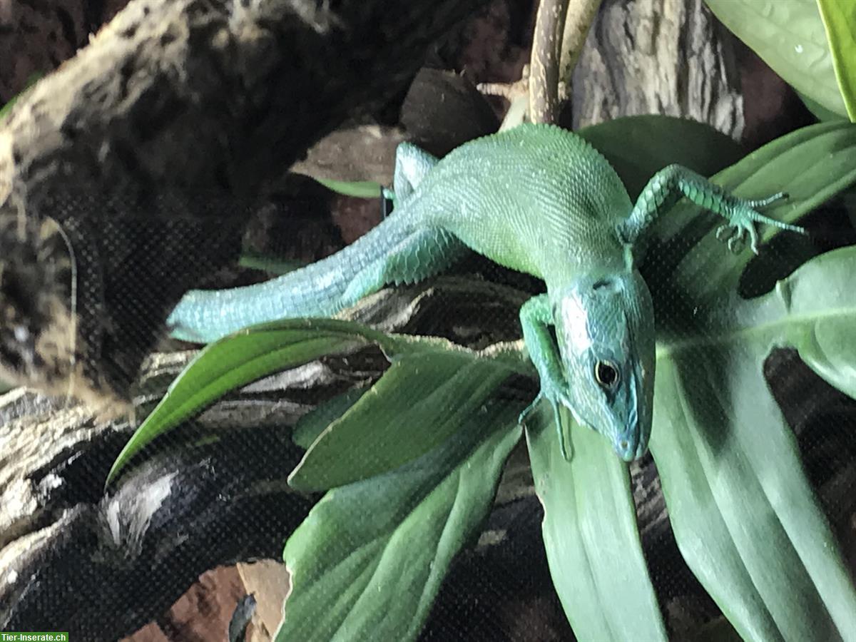 Bild 3: 2 Grüne Baumeidechsen (Gastropholis prasina)