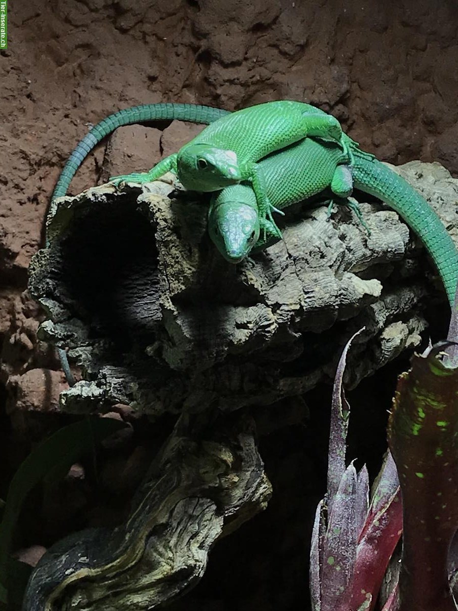 Bild 4: 2 Grüne Baumeidechsen (Gastropholis prasina)