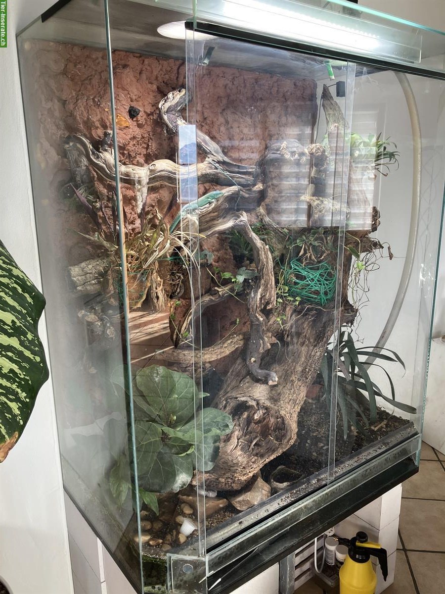 Bild 5: 2 Grüne Baumeidechsen, Gastropholis prasina