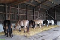 Wochenend-Stalldienst (2-4/Monat) im Hippotherapiezentrum in Bern