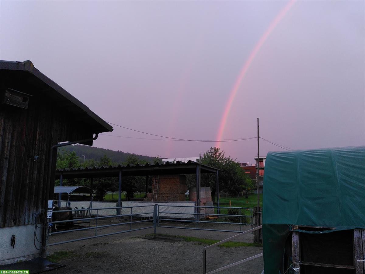 Bild 2: Wochenend-Stalldienst (2-4/Monat) im Hippotherapiezentrum in Bern