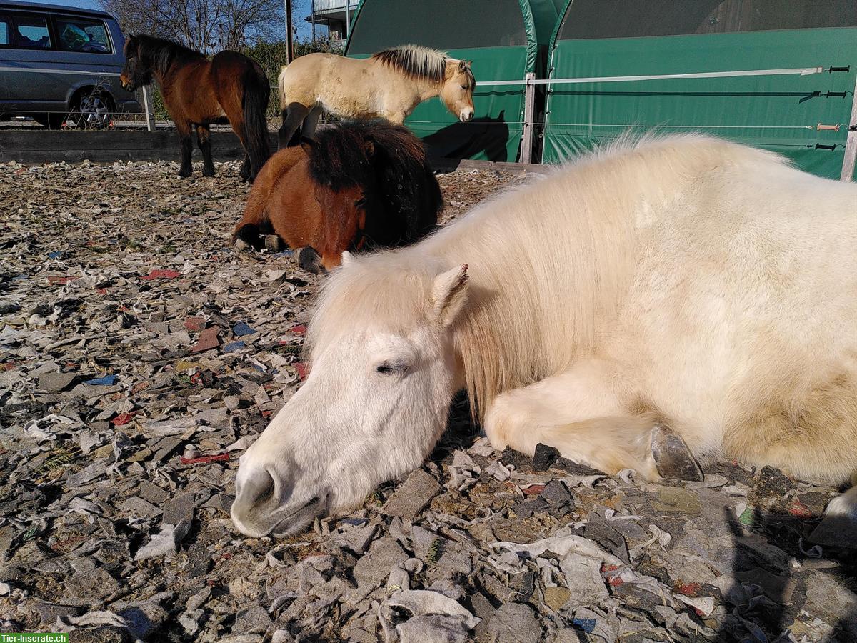 Bild 3: Wochenend-Stalldienst (2-4/Monat) im Hippotherapiezentrum in Bern