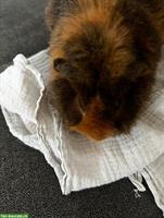 3 Meerschweinchen-Geschwister gemeinsam abzugeben