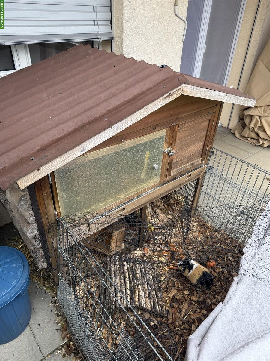 Bild 3: 3 Meerschweinchen-Geschwister gemeinsam abzugeben