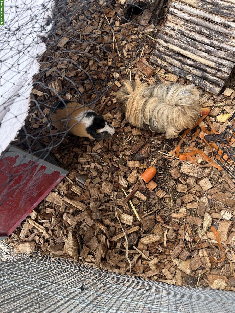 Bild 4: 3 Meerschweinchen-Geschwister gemeinsam abzugeben