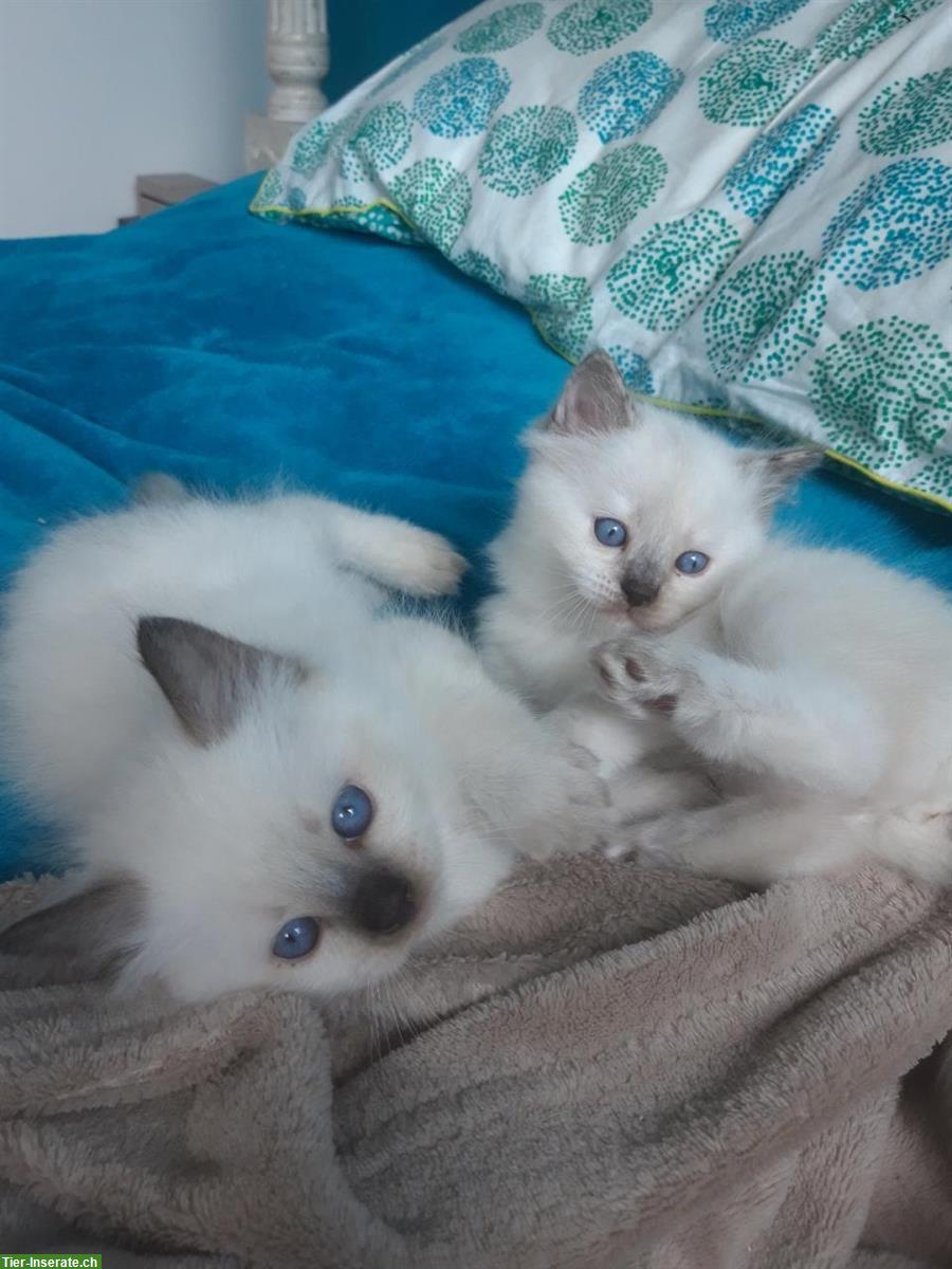 Ragdoll Kitten, Kater und Kätzin