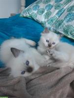 Ragdoll Kitten, Kater und Kätzin