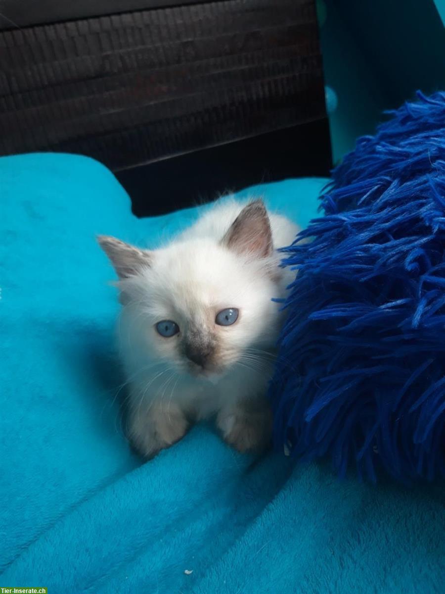 Bild 2: Ragdoll Kitten, Kater und Kätzin