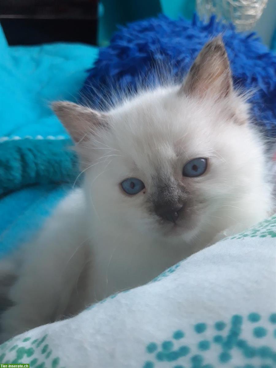 Bild 3: Ragdoll Kitten, Kater und Kätzin