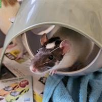 2 weibliche Farbratten suchen dringend neues Zuhause