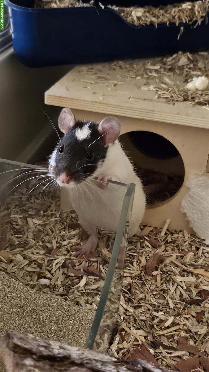 Bild 10: 2 weibliche Farbratten suchen dringend neues Zuhause