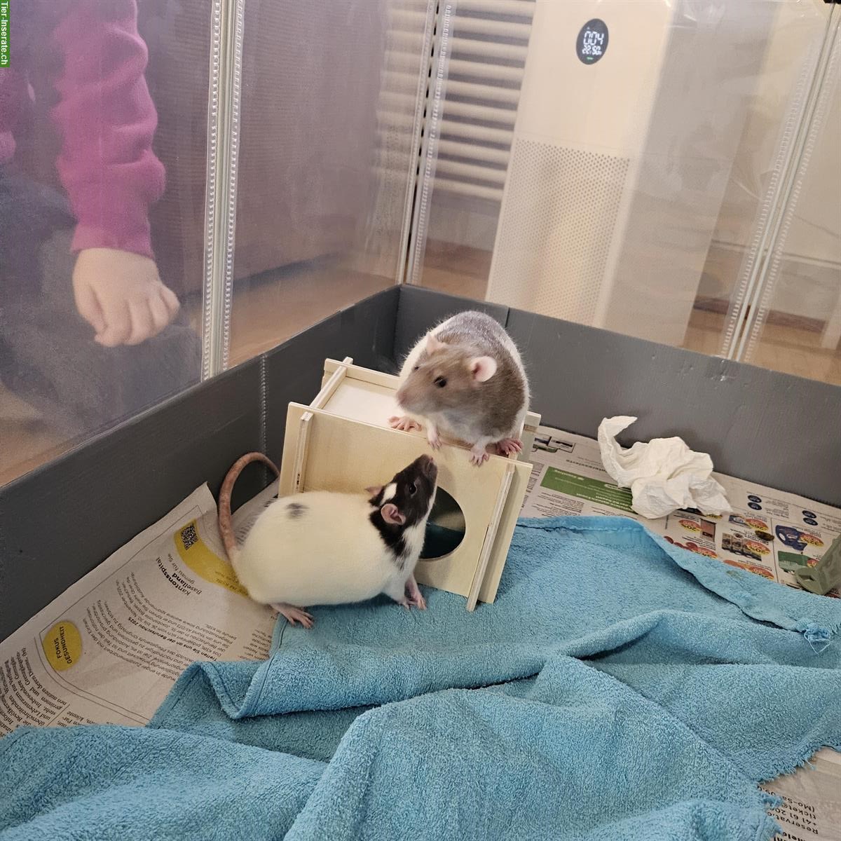 Bild 3: 2 weibliche Farbratten suchen dringend neues Zuhause