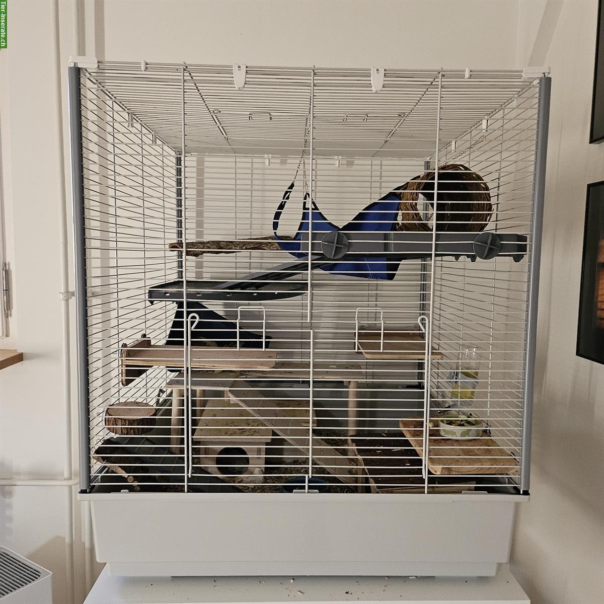 Bild 4: 2 weibliche Farbratten suchen dringend neues Zuhause