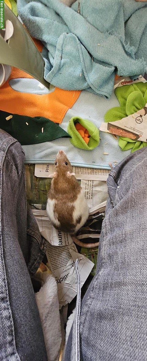 Bild 5: 2 weibliche Farbratten suchen dringend neues Zuhause