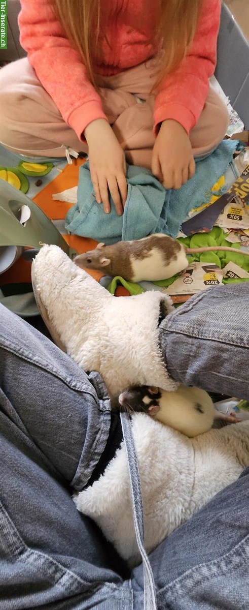 Bild 6: 2 weibliche Farbratten suchen dringend neues Zuhause