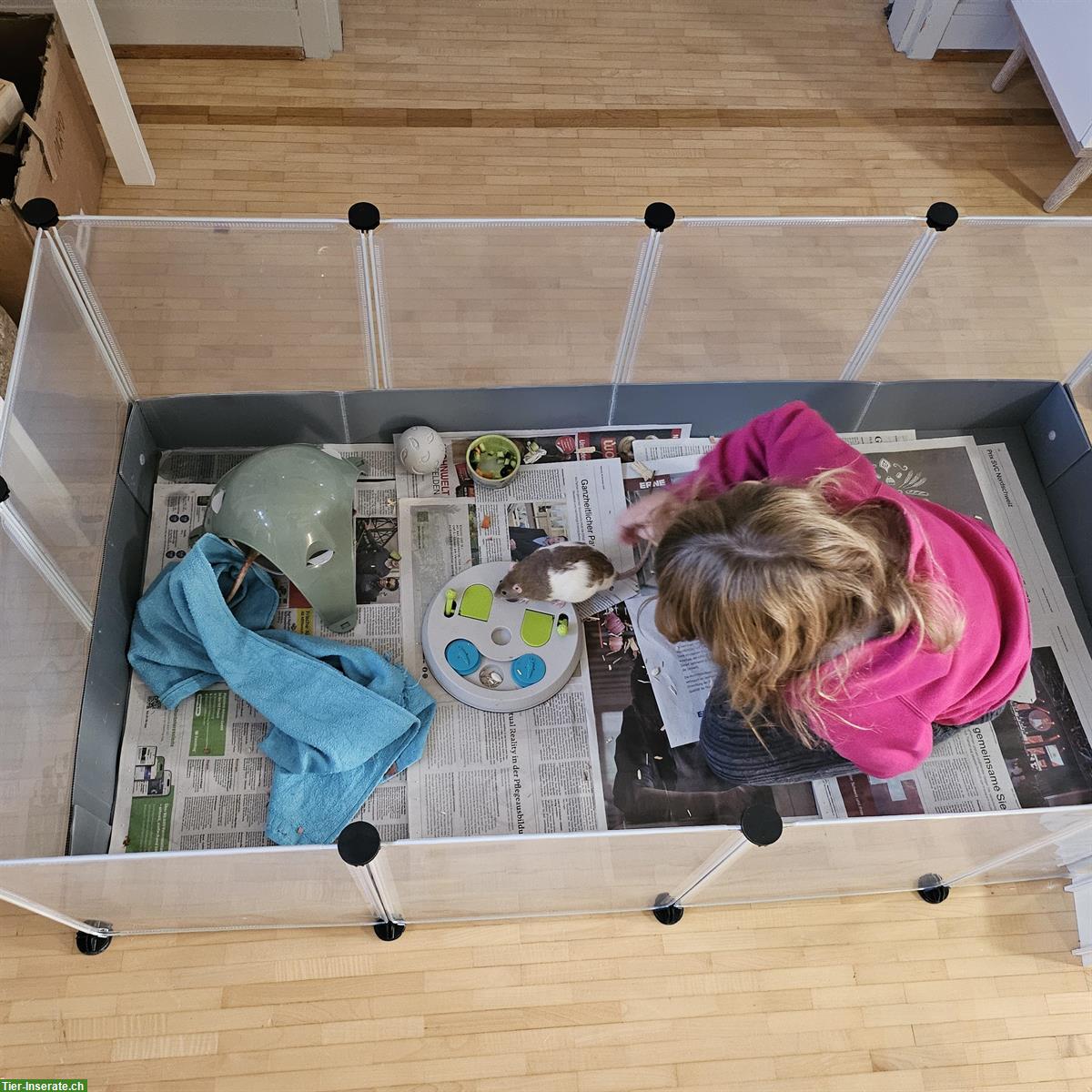 Bild 7: 2 weibliche Farbratten suchen dringend neues Zuhause