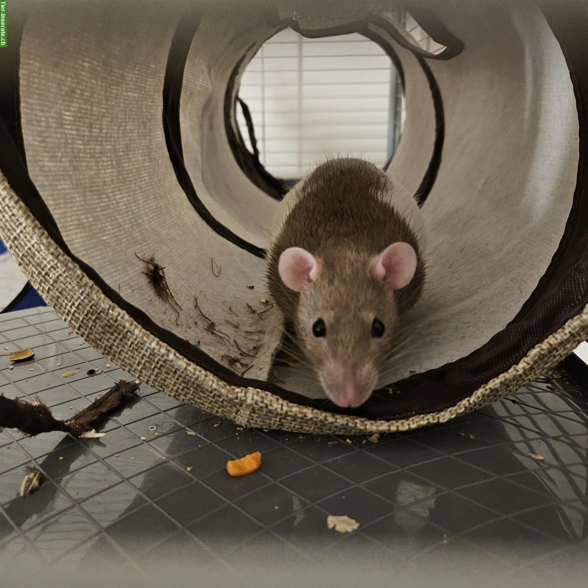 Bild 8: 2 weibliche Farbratten suchen dringend neues Zuhause