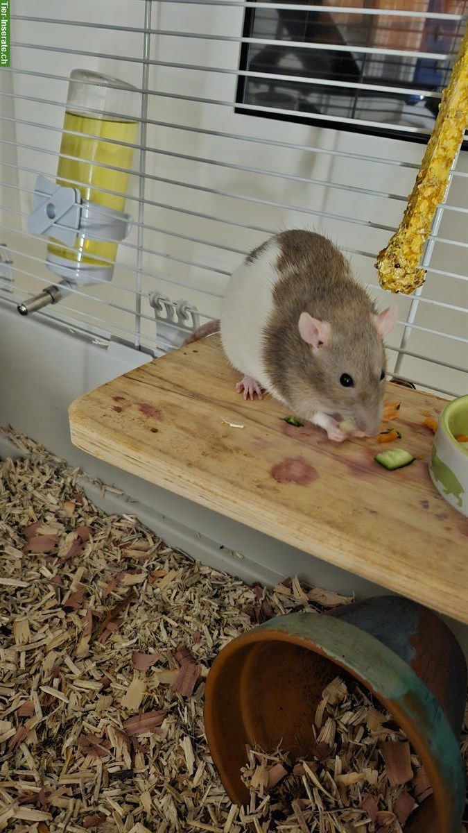 Bild 9: 2 weibliche Farbratten suchen dringend neues Zuhause