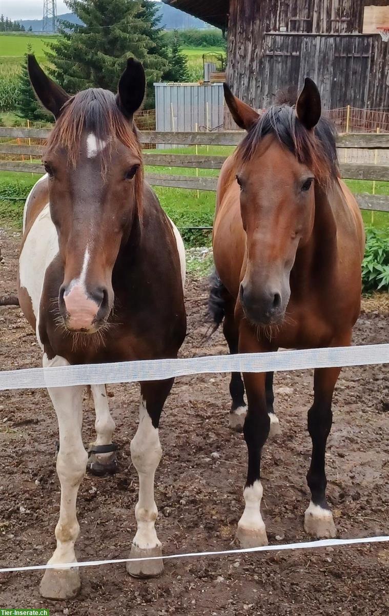 Reitbeteiligung für Wanderritte mit Übernachtung im Zelt