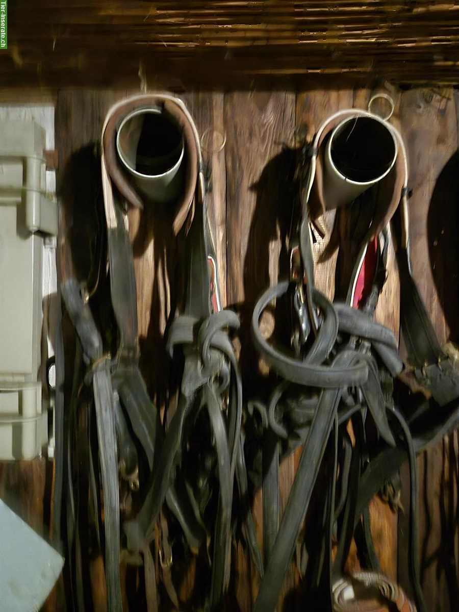 Bild 3: 4-Spänner Geschir, wenig gebraucht